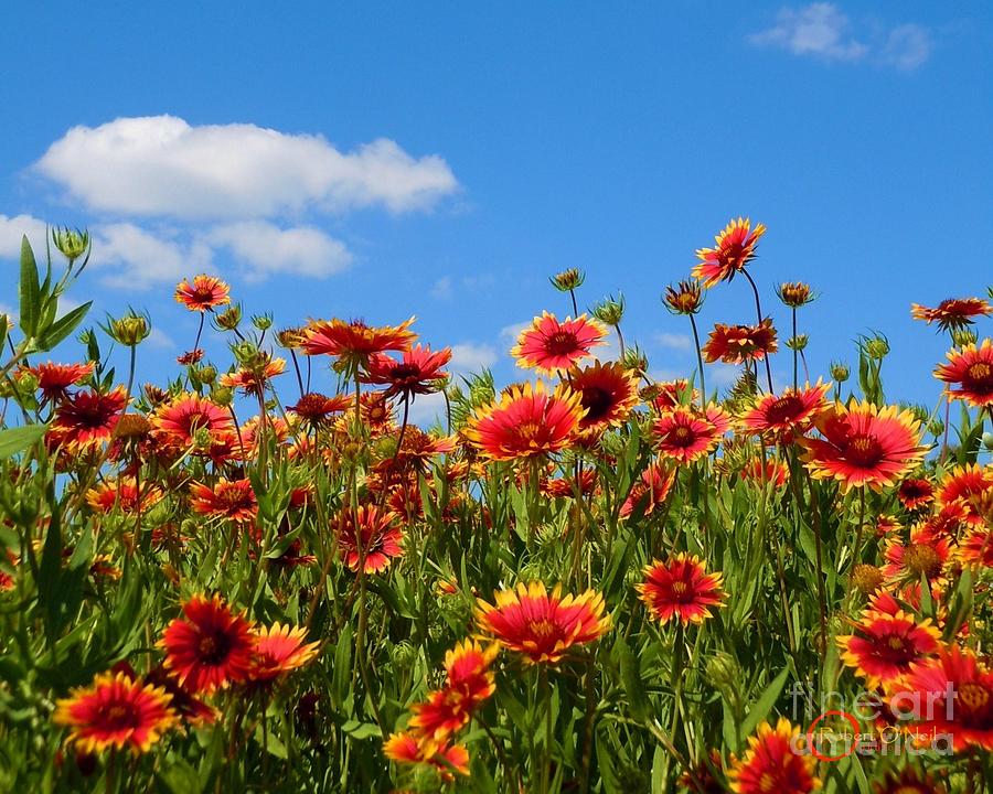 Wild Red Daisies #7 Photograph by Robert ONeil