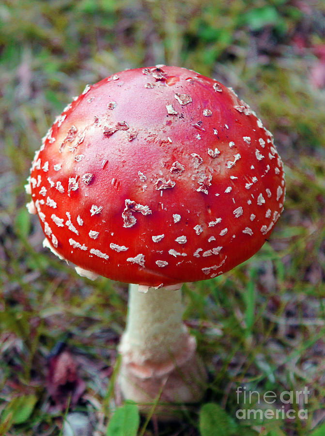 Wild Red Mushroom Photograph by Nina Silver