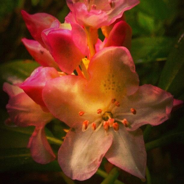 Flower Photograph - Wild Rhododendron 
#flowers #instagood by Stacey Kalina