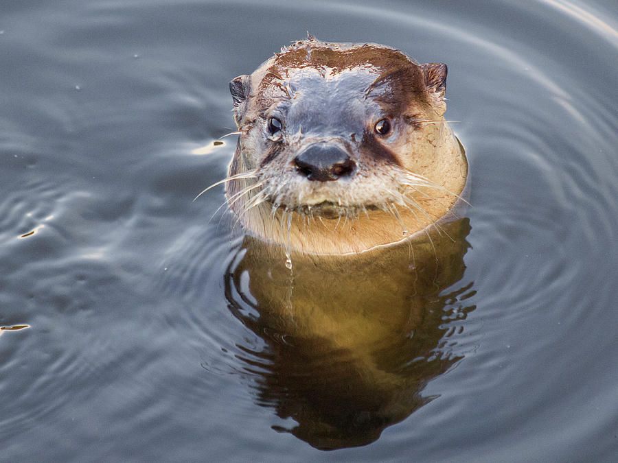 Wild River Otter Photograph by Jouko Van Der Kruijssen