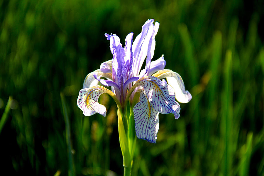 Wild Rocky Mountain Iris Photograph by Ed Riche