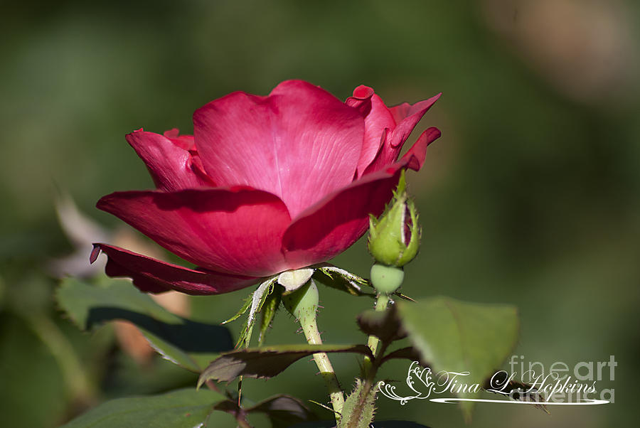 Wild Rose 20120615_205a Photograph by Tina Hopkins