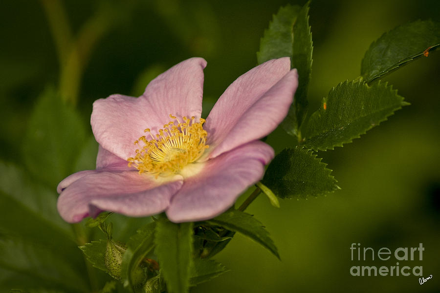 Wild Rose Photograph by Alana Ranney