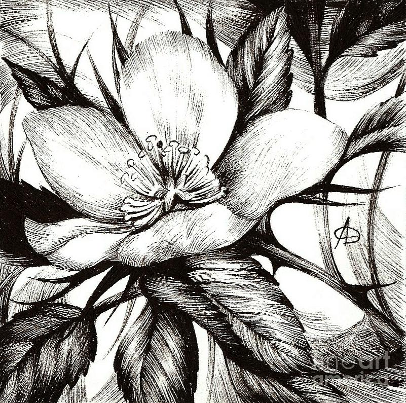 Wild Rose. Alberta Flood Rose Project Drawing by Anna  Duyunova