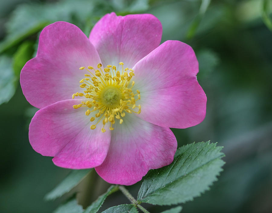 Wild rose bloom Photograph by Jane Luxton