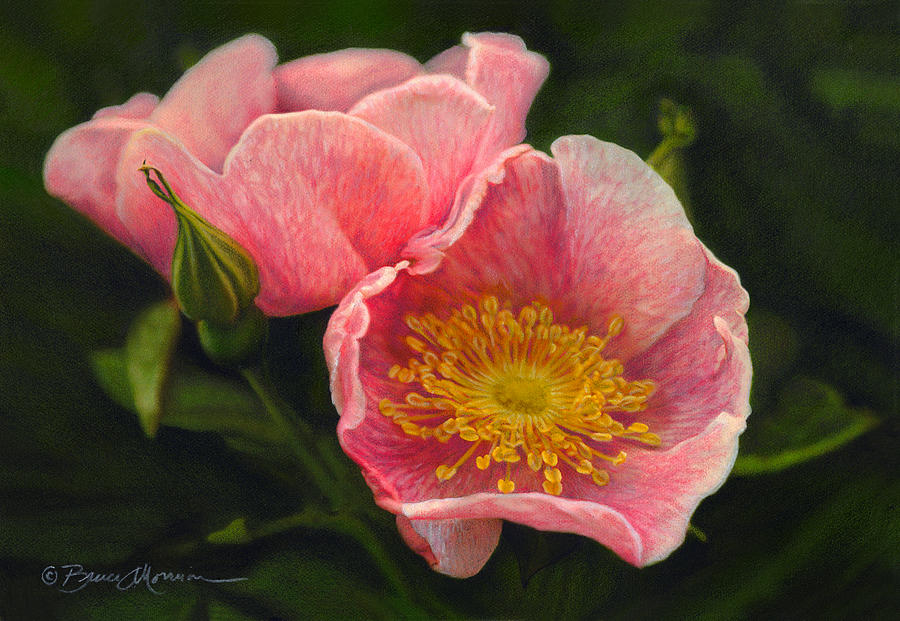 Wild Rose Drawing by Bruce Morrison