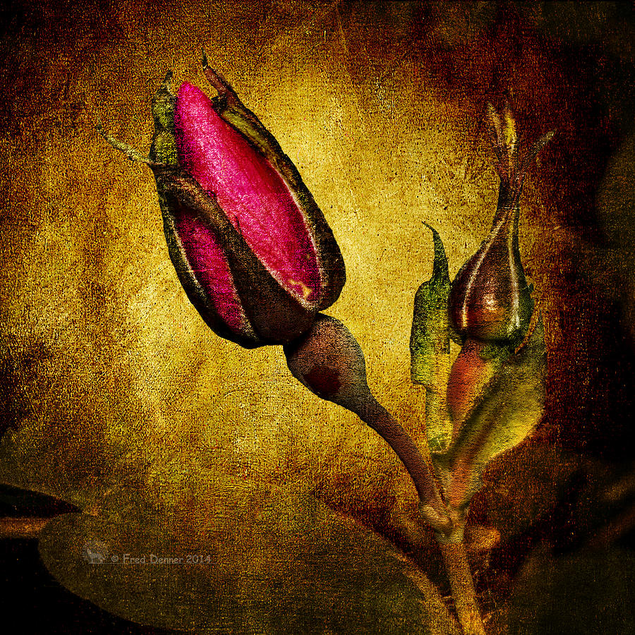 Wildflower Photograph - Wild Rose Bud by Fred Denner