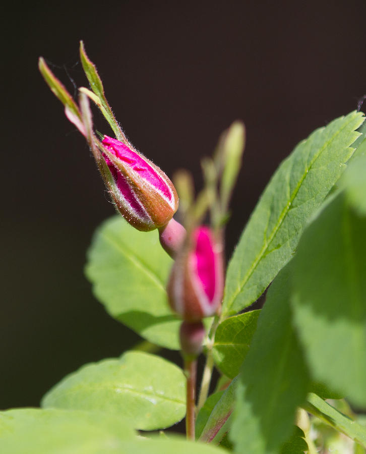 Nature Photograph - Wild Rose Buds by Dee Carpenter