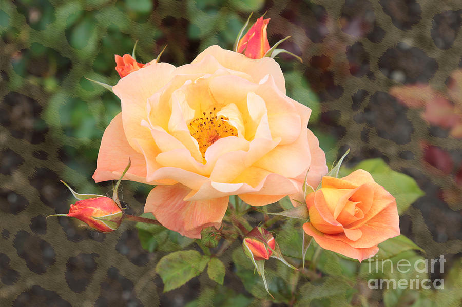 Rose Photograph - Wild Rose by Carol Groenen