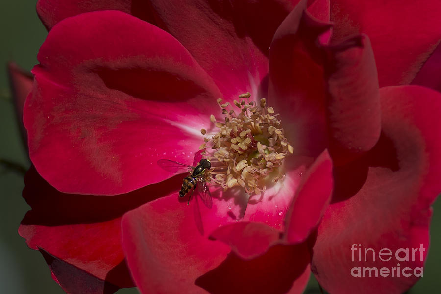 Wild Rose Photograph by Dan Hefle