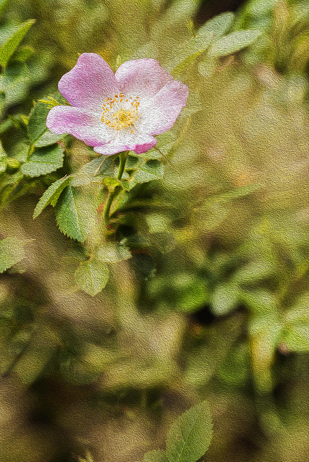Wild rose Digital Art Photograph by Vishwanath Bhat