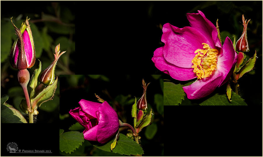 Wild Rose Photograph by Fred Denner