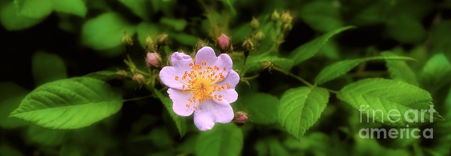 Wildflower - Wild Rose - Panorama Photograph by Henry Kowalski