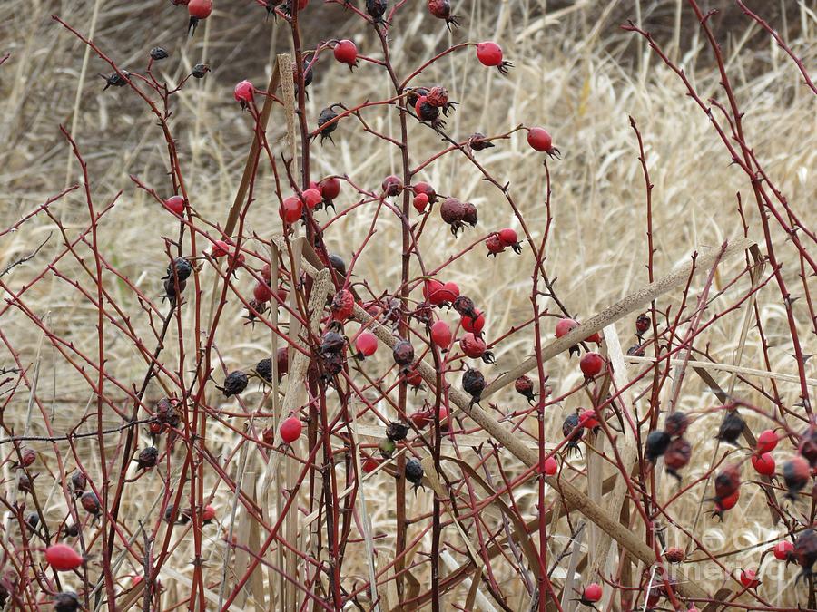 Nature Photograph - Wild Rose Hips in Winter by Helen Campbell