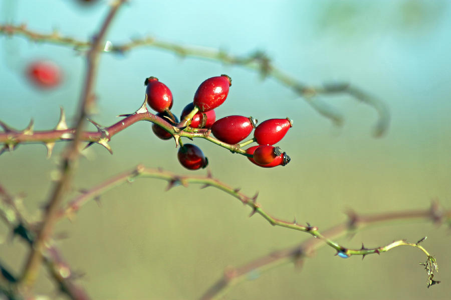 Wild Rose Hips Photograph by Tony Murtagh