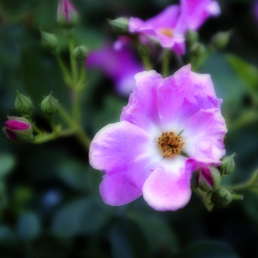 Wild Rose Photograph