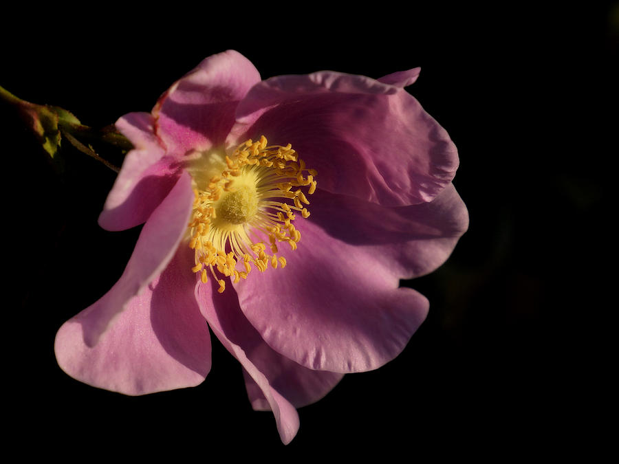 Wild Rose Photograph by Inge Riis McDonald