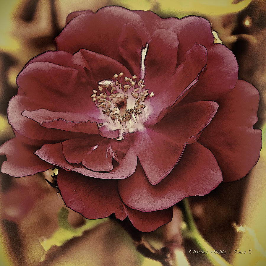 Wild Rose Iv Photograph
