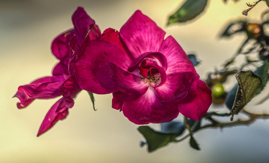 Wild rose Photograph by Jane Luxton