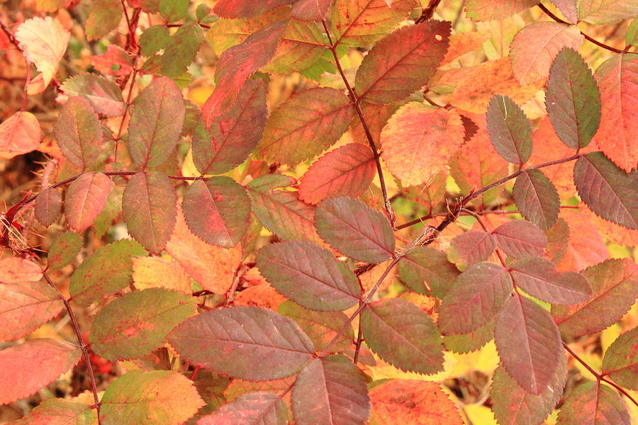 Wild Rose leaves in autumn Photograph by Jim Sauchyn