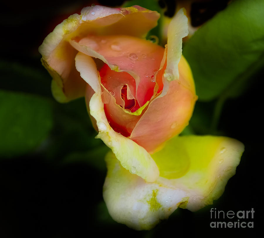Flowers Photograph - Wild Rose by Leon Hollins III