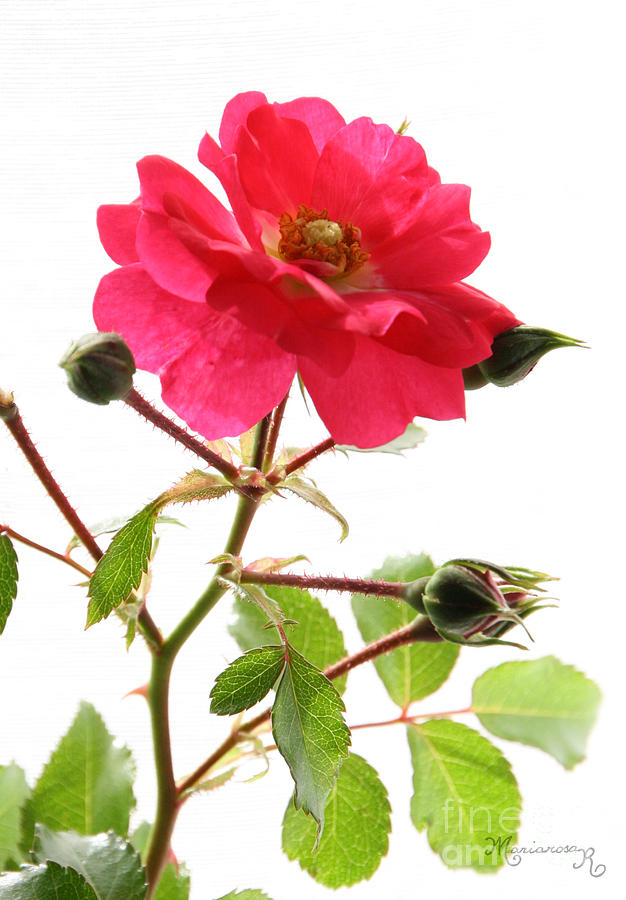 Wild Rose Photograph by Mariarosa Rockefeller