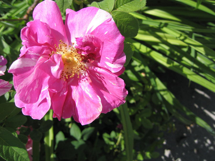 Wild Rose Photograph by Mary Bedy