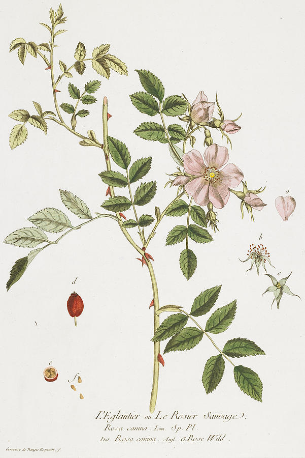 Rose Painting - Wild Rose by Nicolas Francois Regnault