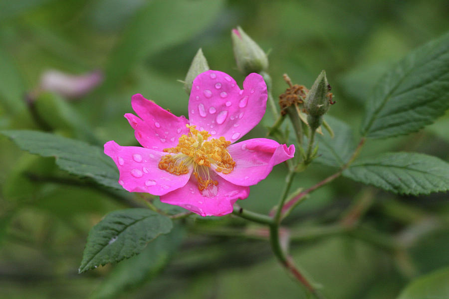 Wild Rose Photograph by Reva Dow