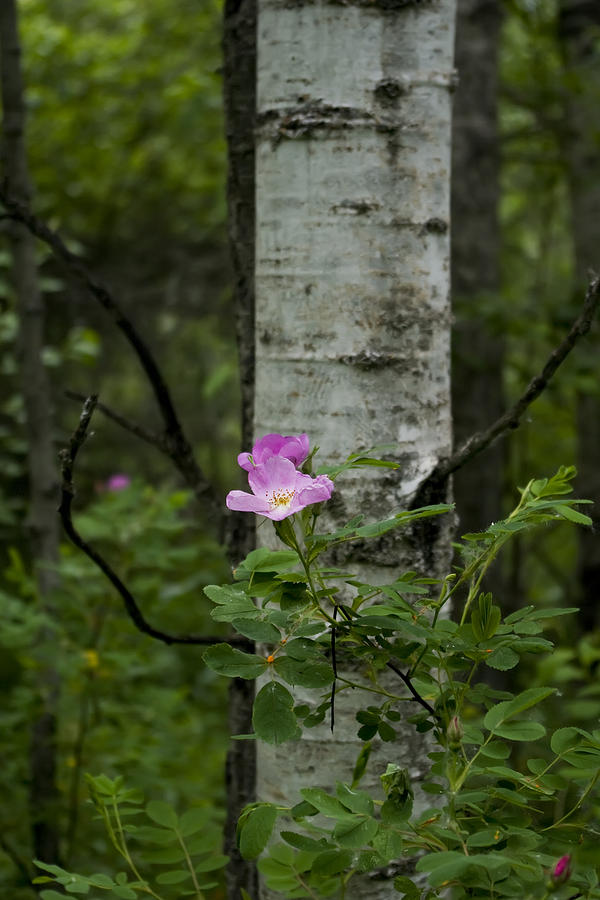 Nature Photograph - Wild Rose by Rhonda McDougall