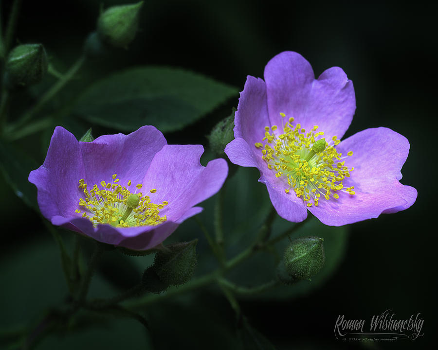 Wild Rose by Roman Wilshanetsky Wild Rose by Roman Wilshanetsky
