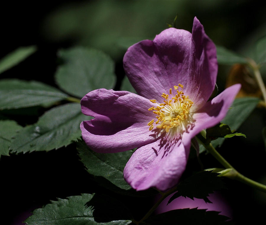 Wild Rose Photograph by Rona Black