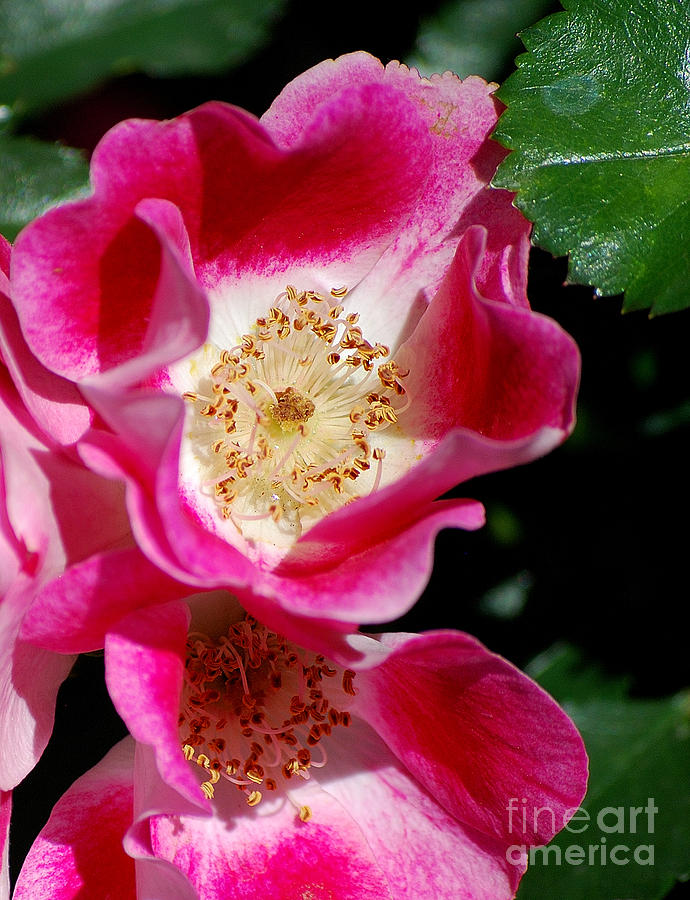 Wild Rose Photograph by Sharon Elliott