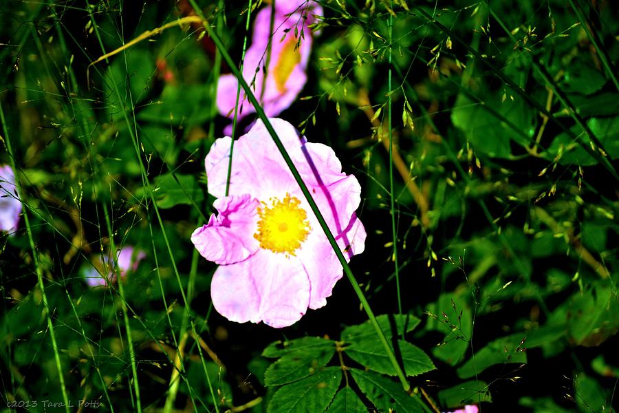 Wild Rose Photograph by Tara Potts