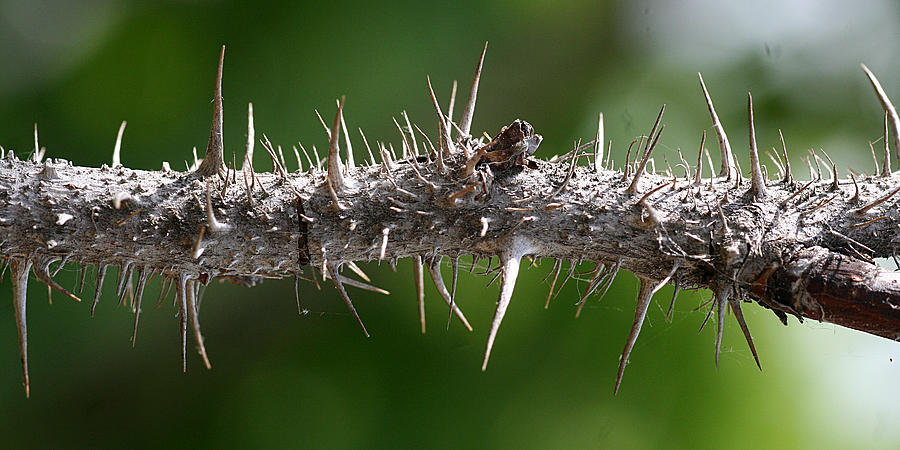 Wild Rose Thorns Photograph by William Selander