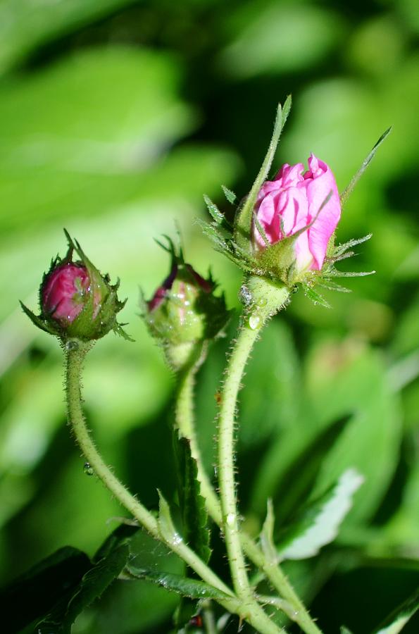 Wild Rosebuds Photograph By David Farmbrough Fine Art America 