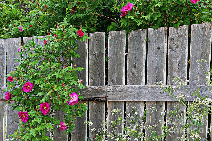 Wild Roses and Weathered Fence Photograph by Barbara A Griffin