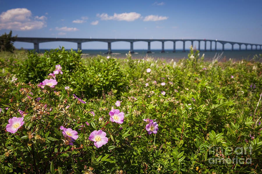 Wild Roses At Confederation Bridge Photograph