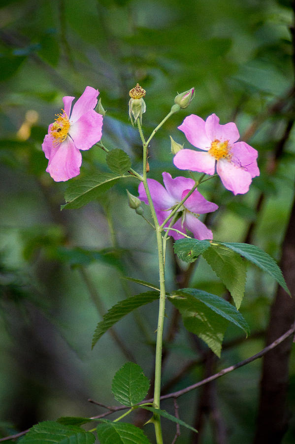 Wild Roses Photograph by Bill Pevlor