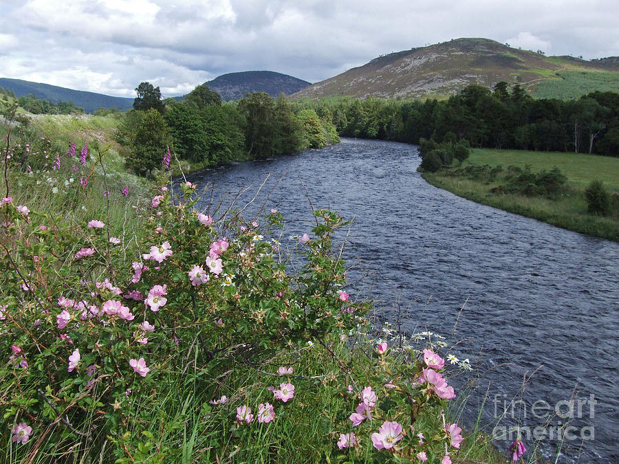 Wild roses by the River Dee - Scotland Photograph by Phil Banks
