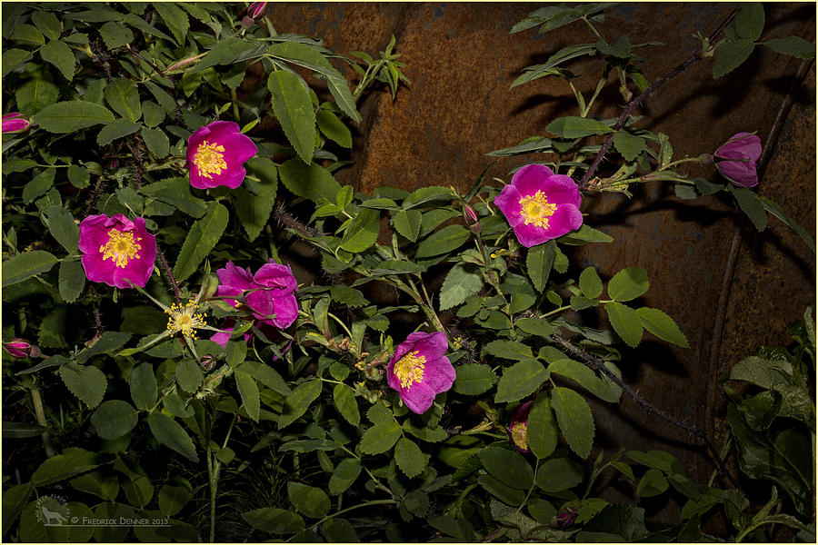 Wild Roses Photograph by Fred Denner