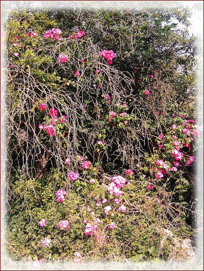 Flower Photograph - Wild Roses by Geoff Cooper