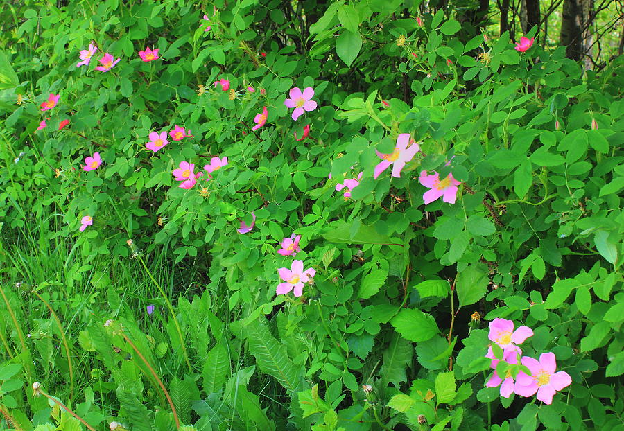 Wild Roses Photograph by Jim Sauchyn