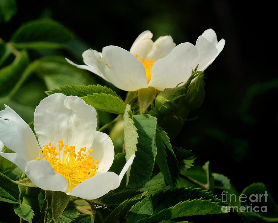 Wild Roses Photograph by Nava Thompson