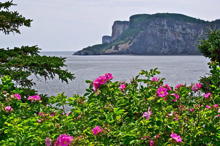 Wild Roses on Cap-Bon-Ami in Forillon National Park, Quebec, Canada Photograph by Ruth Hager