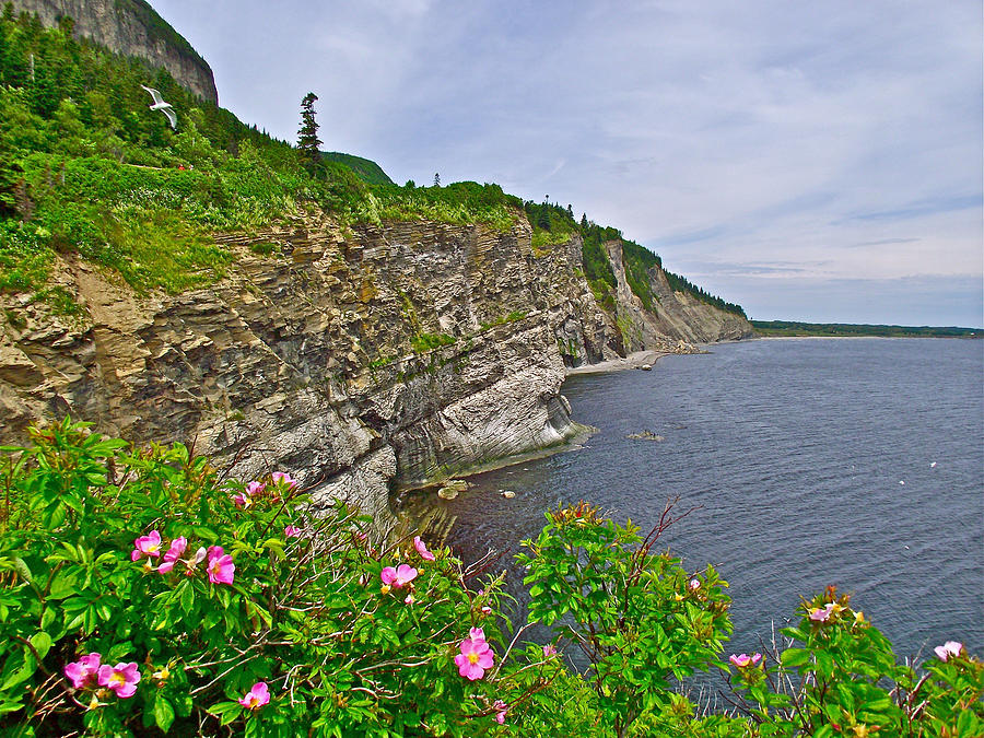 Wild Roses over Atlantic Ocean at Cap-Bon-Ami in Forillon National Park, Quebec, Canada Photograph by Ruth Hager