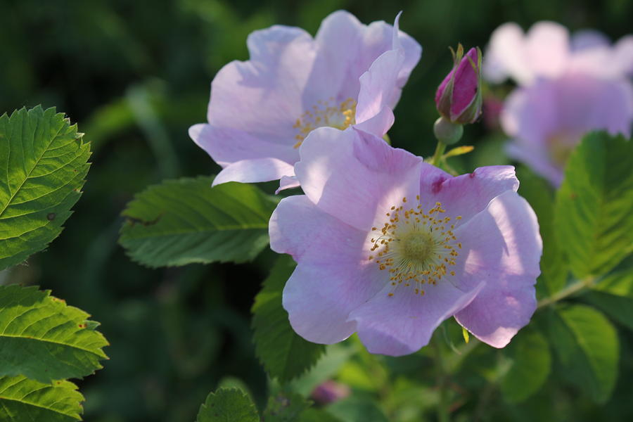Wild Roses Photograph by Ruth Kamenev