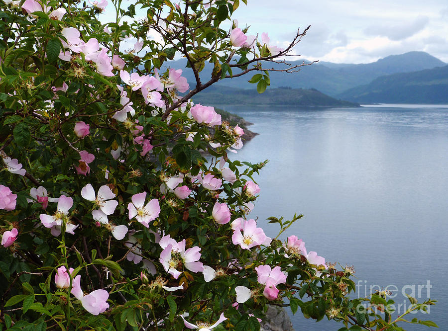 Wild Roses - West Highlands Photograph by Phil Banks