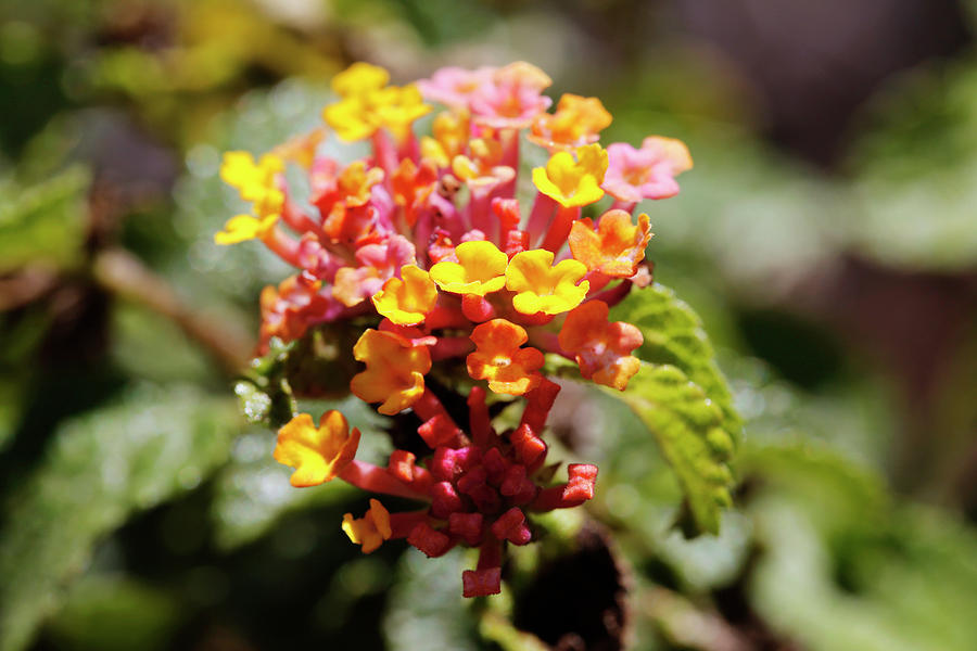 Wild Sage (lantana Camara) In Flower Photograph by Science Photo Library Wild Sage (lantana Camara) In Flower Photograph by Science Photo Library