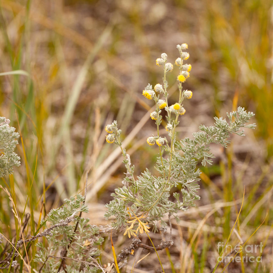 Wild Sage Wormwood Artemisia figida yellow flower Photograph by Stephan ...